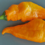 Monkey Face Yellow gelbgoldene milde Chili Capsicum annuum die wie ein Affengesicht aussieht