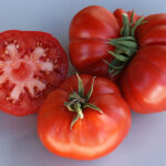 Mr. Ugly sehr wüchsige und aromatische Fleischtomate