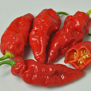 Naga Morich superscharfe Capsicum chinense aus Bangladesch ähnlich zu Bhut jolokia