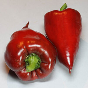 Nocturne hocharomatische Paprika Capsicum annuum die von Schwarz nach Rot abreift