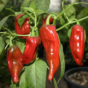 NuMex Big Jim vom Chile Pepper Institute in New Mexico USA entwickelte riesige Capsicum annuum