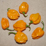 NuMex Suave Orange milde Habanero mit fruchtigem Aroma vom Chile Pepper Institute in New Mexico, USA entwickelt