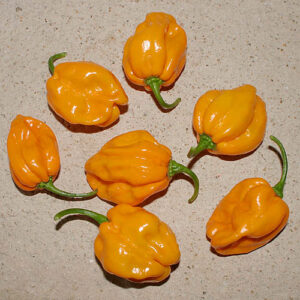 NuMex Suave Orange milde Habanero mit fruchtigem Aroma vom Chile Pepper Institute in New Mexico, USA entwickelt