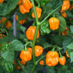 NuMex Suave Orange milde Habanero mit fruchtigem Aroma vom Chile Pepper Institute in New Mexico, USA entwickelt