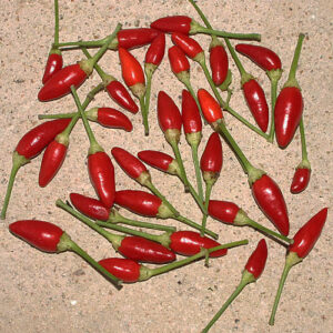 NuMex Twilight rote Zierchili vom Chile Pepper Institute in New Mexico, USA