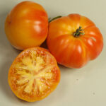 Oaxacan Jewel orange-rote sehr aromatische Tomate aus Mexiko