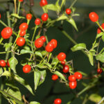 O'odham Chiltepin aus Süd Arizona sehr scharfe rote Beeren mit rauchigem Aroma gut geeignet zum Trocknen