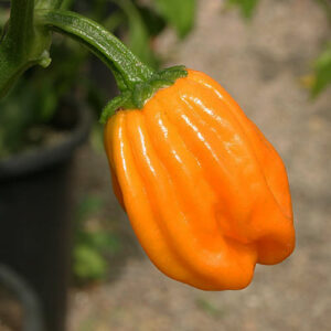 Habanero Orange Devil sehr scharfe orangefarbige Habanero mit Eigenschaften von Capsicum chinense und annuum