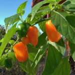 Habanero Orange orangefarbige Habanero sehr scharfer Klassiker aus Mexiko