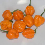 Papa Joes Scotch Bonnet sehr ertragreiche golden orangefarbige Scotch Bonnet aus den USA