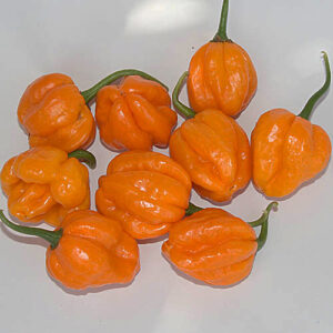 Papa Joes Scotch Bonnet sehr ertragreiche golden orangefarbige Scotch Bonnet aus den USA