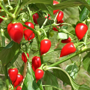 Peperone Tondo Calabrese rote milde Capsicum annuum aus Kalabrien in Italien traditionell gefüllt mit Thunfisch, Anchovis oder Kapern