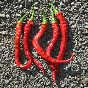 Peperoni Lombardi roter Chili ohne Schärfe aus der Lombardei in Italien im gründen Zustand gerne eingelegt