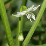 Blüte Pequin scharfe Capsicum annuum aus Mexiko gut geeignet für Ristras