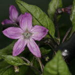 Blüte Peruvian Purple wunderschöne Zierchili in jeglicher Hinsicht scharfe Früchte gut geeignet für asiatische Gerichte