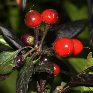 Black Pearl Schwarze Perle nahezu ganz schwarze wunderschöne essbare Zierchili Capsicum annuum