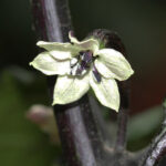 Blüte Pimenta da Neyde von Neyde Hidalgo entdeckte wunderschöne Capsicum chinense Rarität aus Brasilien mit mittlerer Schärfe