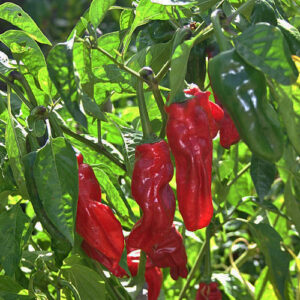 Pimiento Picón milde bis mittelscharfe Capsicum annuum von den Kanarischen Inseln gut geeignet zur Herstellung von Mojo Picón