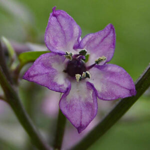 Blüte Pretty in Purple wunderschöne Capsicum annuum Zierchili