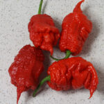 Primo X Butch T superscharfe Capsicum chinense Kreuzung der Carolina Reaper sehr ähnlich