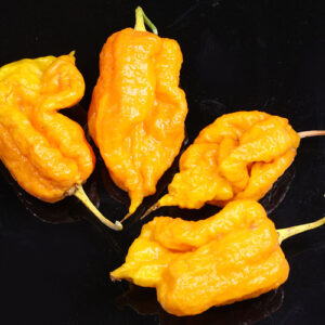 Primo X Butch T Yellow superscharfe Capsicum chinense Kreuzung