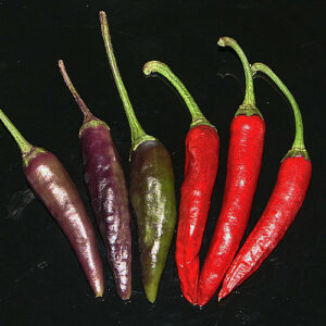 Purple Cayenne wunderschöne Capsicum