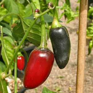 Purple Jalapeño mittelscharfe leicht süße Capsicum annuum vom Typ Jalapeño Schoten sind violett im unreifen Zustand