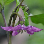 Blüte Purple Jalapeño mittelscharfe leicht süße Capsicum annuum vom Typ Jalapeño Schoten sind violett im unreifen Zustand