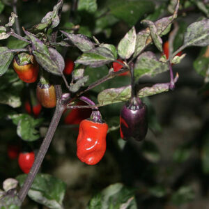 Purple Tiger mittelscharfe Capsicum annuum als Zierchili und zum Verzehr geeignet