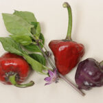 Purple Ufo scharfe und aromatische Capsicum annuum aus den USA deren Form an ein UFO (unbekanntes Flugobjekt) erinnert