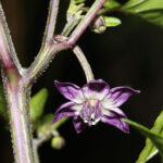 Blüte Purple Ufo scharfe und aromatische Capsicum annuum aus den USA deren Form an ein UFO (unbekanntes Flugobjekt) erinnert