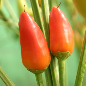 Purira wunderschöne Capsicum frutescens Chili mit mittlerer Schärfe und fruchtigem Aroma