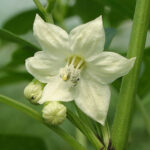 Blüte Purira wunderschöne Capsicum frutescens Chili mit mittlerer Schärfe und fruchtigem Aroma