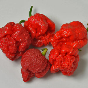 Qué Guay Semillas eigene superscharfe Kreuzung von 7pot Primo mit Trinidad Scorpion Moruga Red