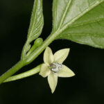 Blüte Quintisho scharfe bolivianische Capsicum chinense Chili in Form einer gelben Kirsche