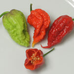 Reaper X Reaper Equis Semillas Mutation des Carolina Reaper sehr ertragreich und große Früchte