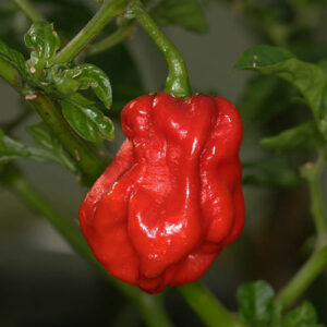 Red Dominica Habanero roter großer und scharfer Habanero aus der Dominikanischen Republik