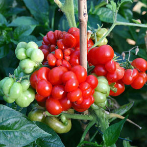 Reisetomate hoch aromatische Tomate mit außergewöhnlicher Fruchtform