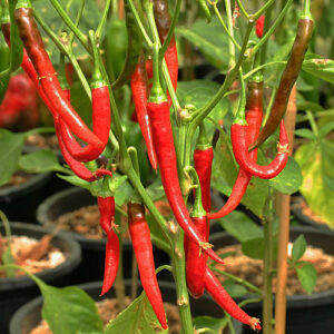 Ring of Fire Capsicum annuum Chili vom Typ Cayenne feurig scharf gut geeignet für Pulver oder als Topping für Pizza