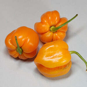 Roatan Pumpkin Habanero kürbisförmiger orangefarbiger Habanero von der Isla de Roatán in Honduras