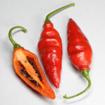 Rocoto Aji Largo sehr produktive Capsicum pubescens Rocoto rote sehr scharfe Schoten