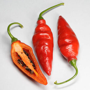 Rocoto Aji Largo sehr produktive Capsicum pubescens Rocoto rote sehr scharfe Schoten die an Ají erinnern