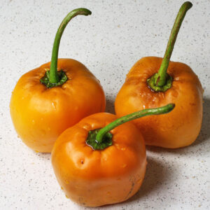 Rocoto Arequipa Yellow Giant gelbe Variante der größten Capsicum pubescens der Welt gut geeignet für Rocoto Relleno