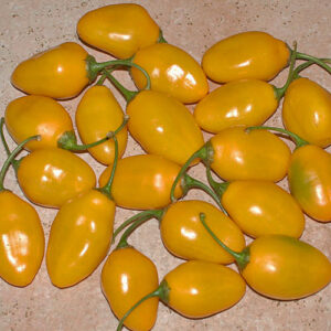 Rocoto de Seda wunderschöne Capsicum pubescens aus den Hochtälern