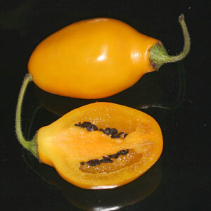 Rocoto Guatemalan Orange goldgelbe sehr scharfe saftige Rocoto aus Guatemala