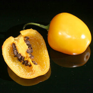 Rocoto Manzano Amarillo scharfe Capsicum pubescens in Apfelform