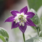 Blüte Rocoto NOT brown dunkelrote Capsicum pubescens mittlerer Schärfe aus den USA