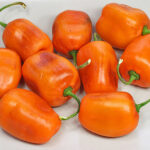 Rocoto Oculto CLEF hervorragende Capsicum pubescens unbekannter Herkunft saftig fruchtig scharf