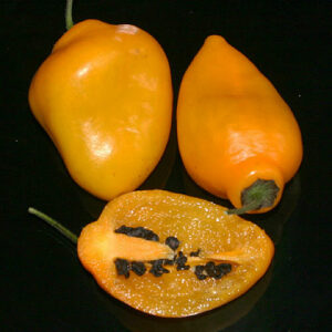 Rocoto Rio Huallaga dunkelgelbe scharfe Capsicum pubescens nach dem Peruanischen Fluss Huallaga benannt