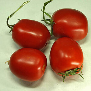 Roma Tomate sehr ertragreich ideal zur Zubereitung von Tomatensoßen oder Konserven